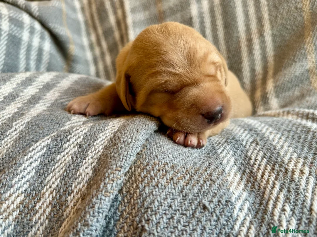 Labrador Retriever dogs for sale: Fox Red Pedigree Labrador Litter - Advert 14