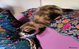 Mixed Breed cats for sale:  Rare Cinnamon Calico girl  - Advert 8