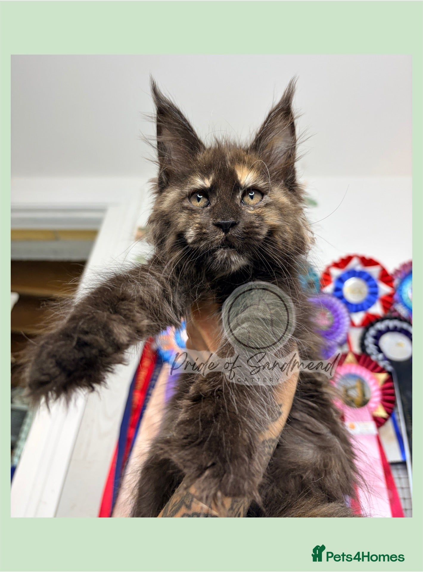 Maine Coon cats Family Raised Russian Maine Coons  - Advert 1