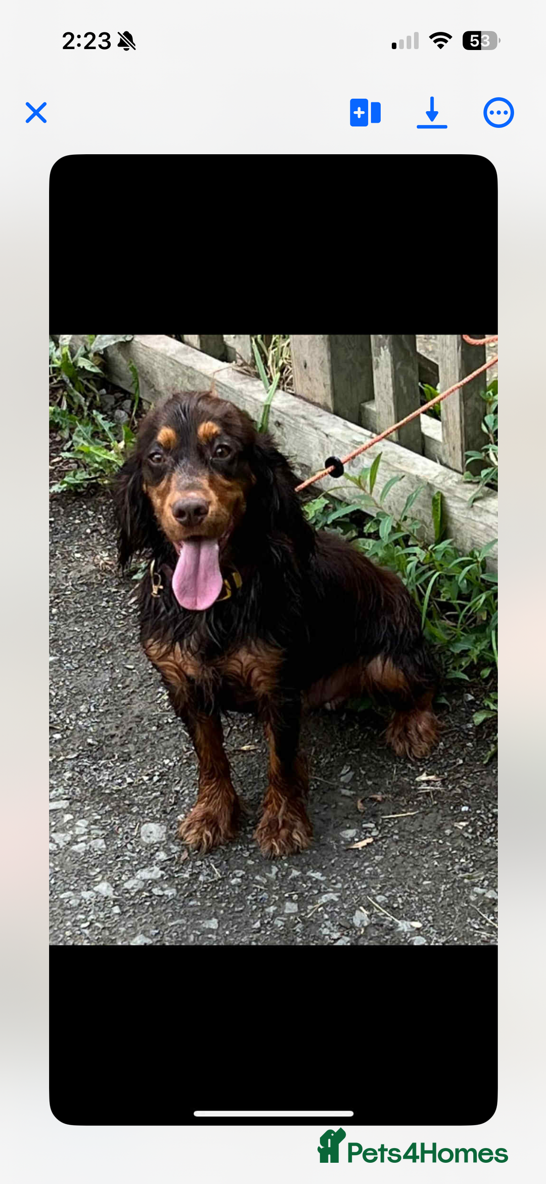 Cocker Spaniel dogs for sale: Cocker spaniel puppies  - Advert 5