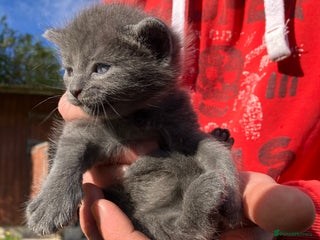 Domestic Shorthair cats - Advert 33