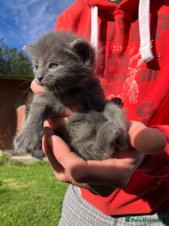 Domestic Shorthair cats - Advert 11