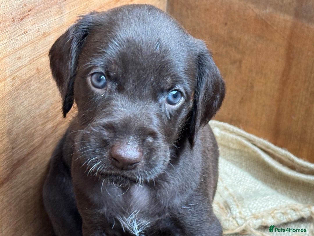 German Wirehaired Pointer dogs for sale: German Wire-haired Pointers of sale - Image 18