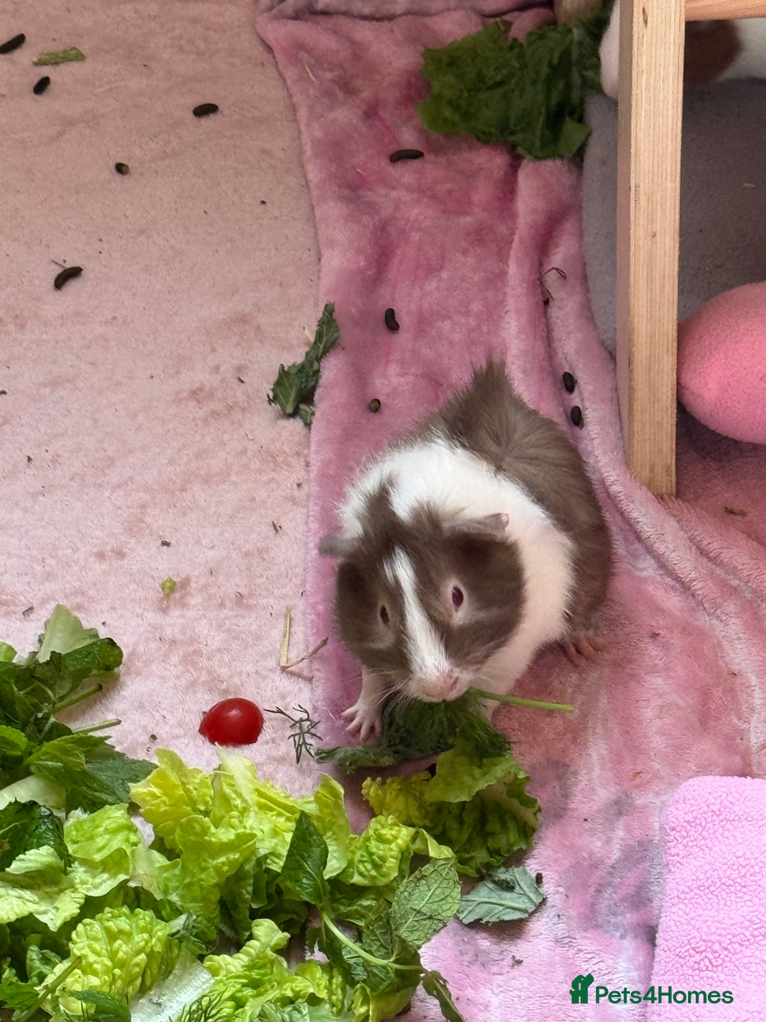 Guinea Pig rodents for sale: 3 bonded males 5 weeks old  - Image 17