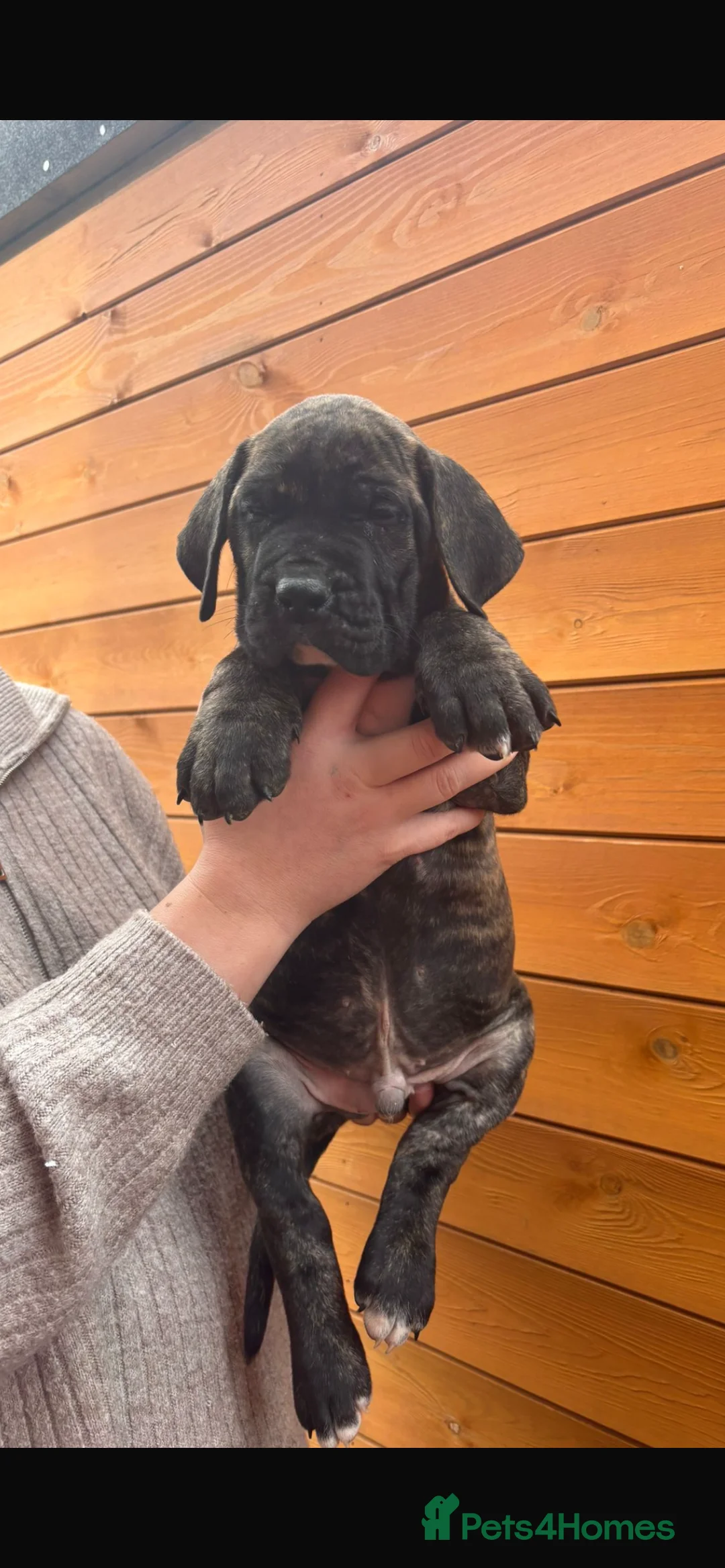 Presa Canario dogs for sale: Presa Canario puppies REDUCED  - Advert 15