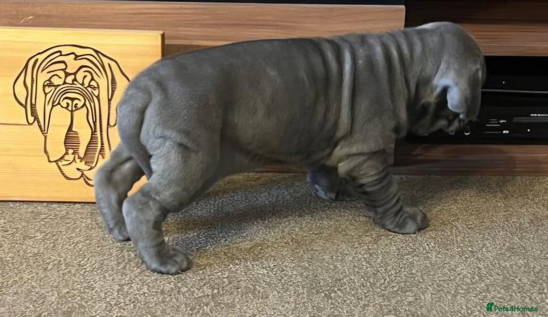 Neapolitan Mastiff dogs for sale: Makaevo Puppies - Advert 24