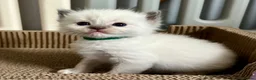 Ragdoll cats for sale: Purebred Ragdolls Kittens in Bournemouth - Advert 19