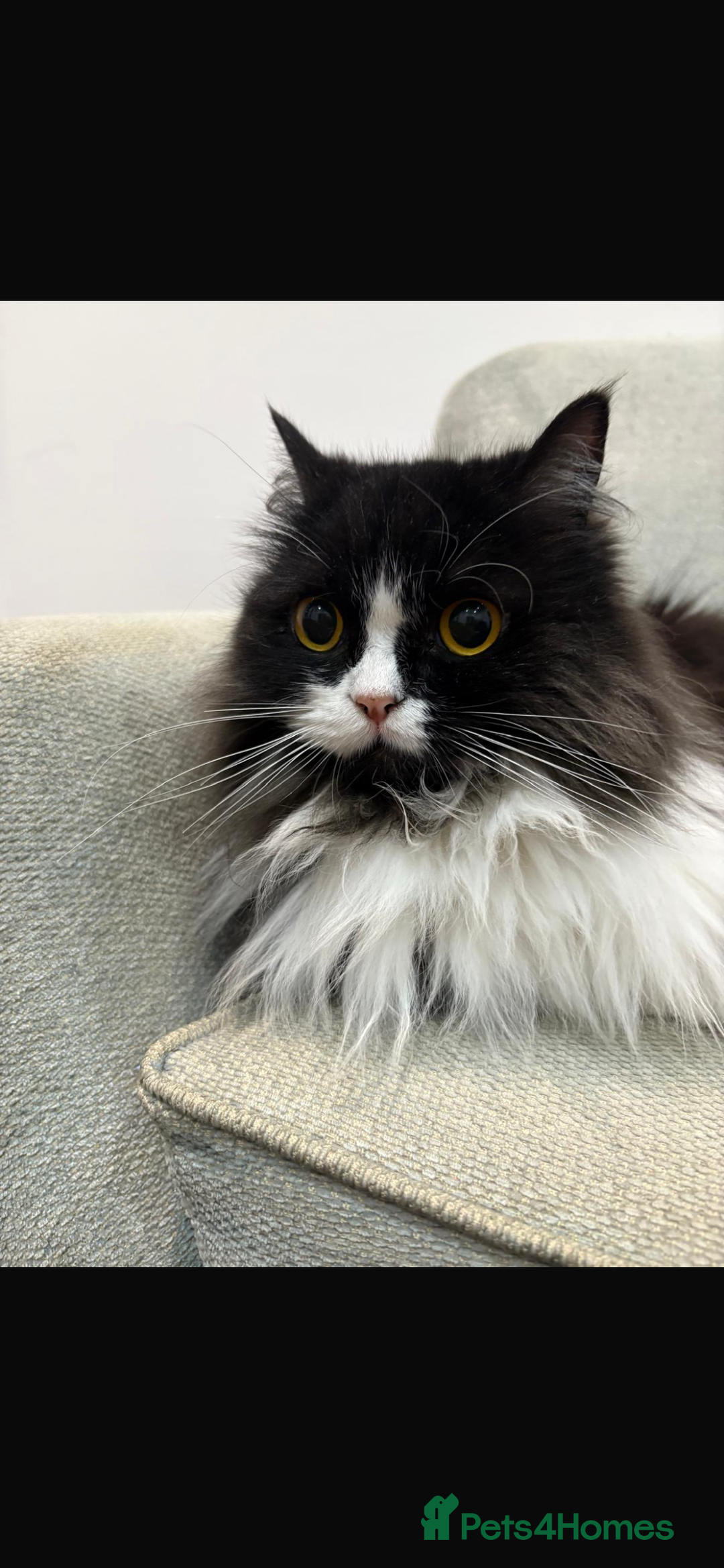 Persian cats for sale: 2 x Persian Chinchilla  - Advert 3