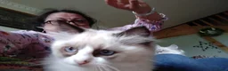 Ragdoll cats for sale: Beautiful Male Ragdoll Kittens - Advert 6