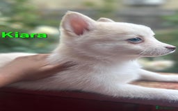 Pomsky dogs for sale: Ready now -Stunning F4 Pomskies, 6kg as adults  - Image 36