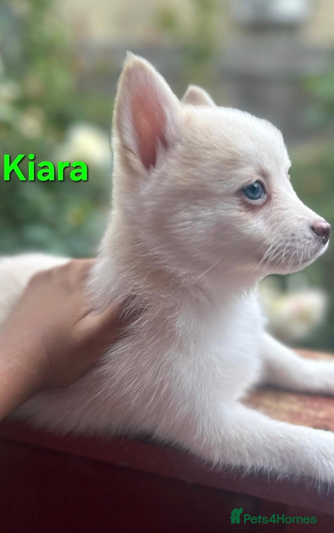 Pomsky dogs for sale: Ready now -Stunning F4 Pomskies, 6kg as adults  - Image 36