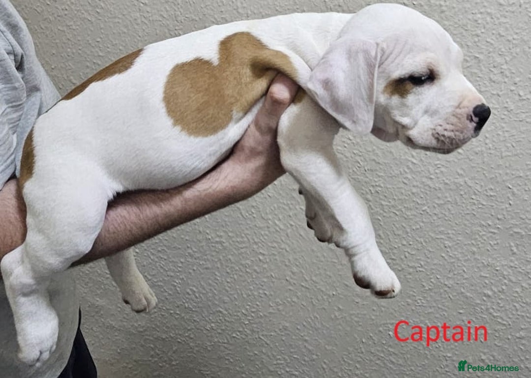 Mixed Breed dogs for sale: Confident & Well-Socialised Presa x Staffy Pups - Image 3