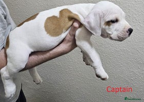 Mixed Breed dogs - Advert 5