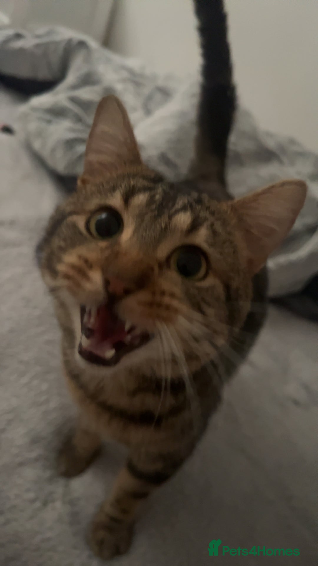 Mixed Breed cats for sale: 16 months old tabby boy asap - Advert 8