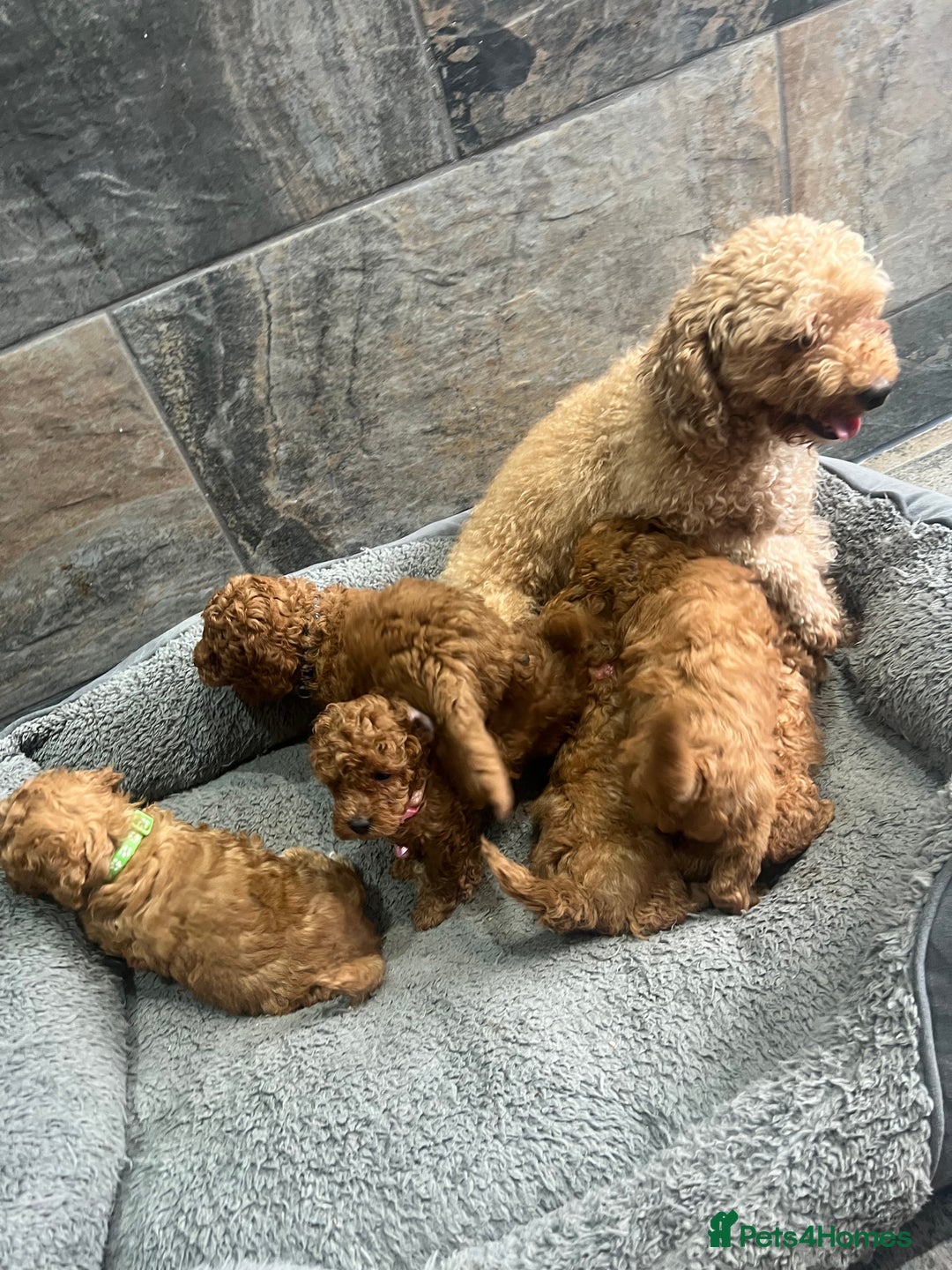 Toy Poodle dogs for sale: Elegant Royal KC Registered Red Toy Poodles - Image 3