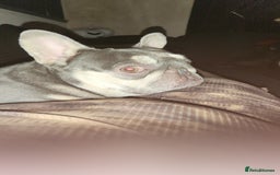 French Bulldog dogs for sale: Girl French bulldog - Image 2