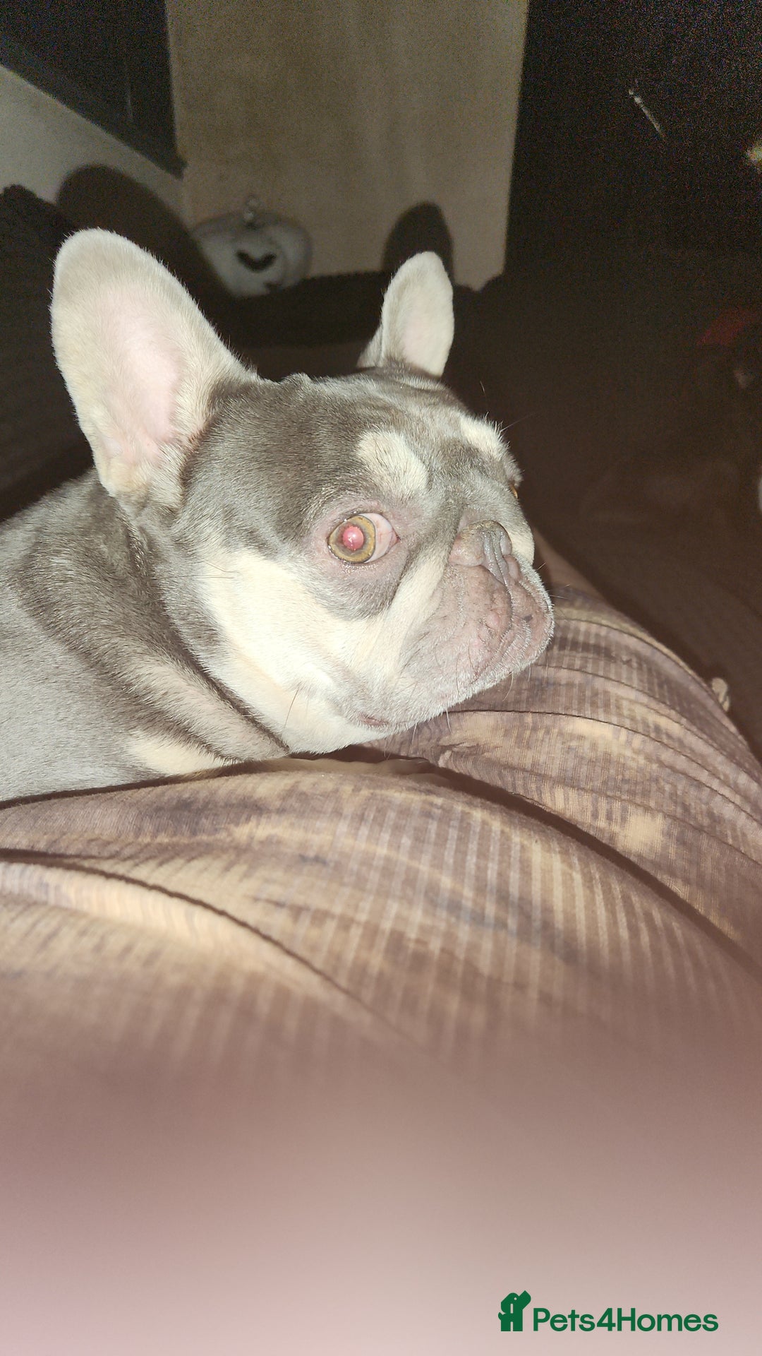 French Bulldog dogs for sale: Girl French bulldog - Image 2