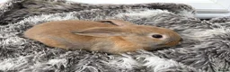 Mini Lop rabbits for sale: Beautiful Mini Lop Baby Rabbits🐇❤️ in Coalville - Advert 14