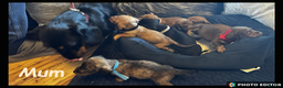 Dachshund dogs for sale: Beautiful Dachshunds ❤️❤️ - Advert 26