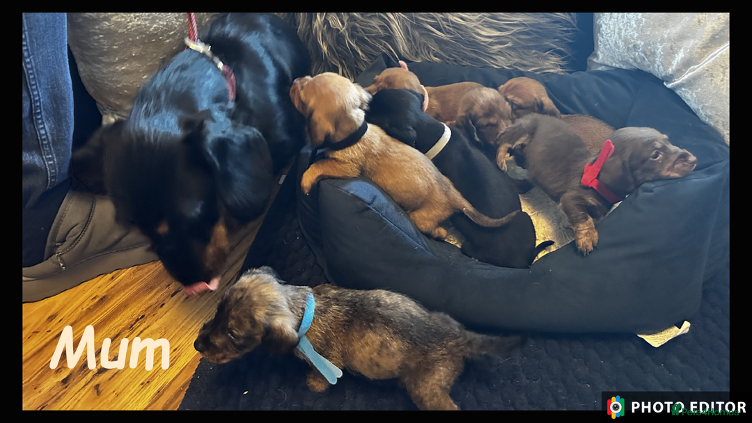 Dachshund dogs for sale: Beautiful Dachshunds ❤️❤️ - Advert 26