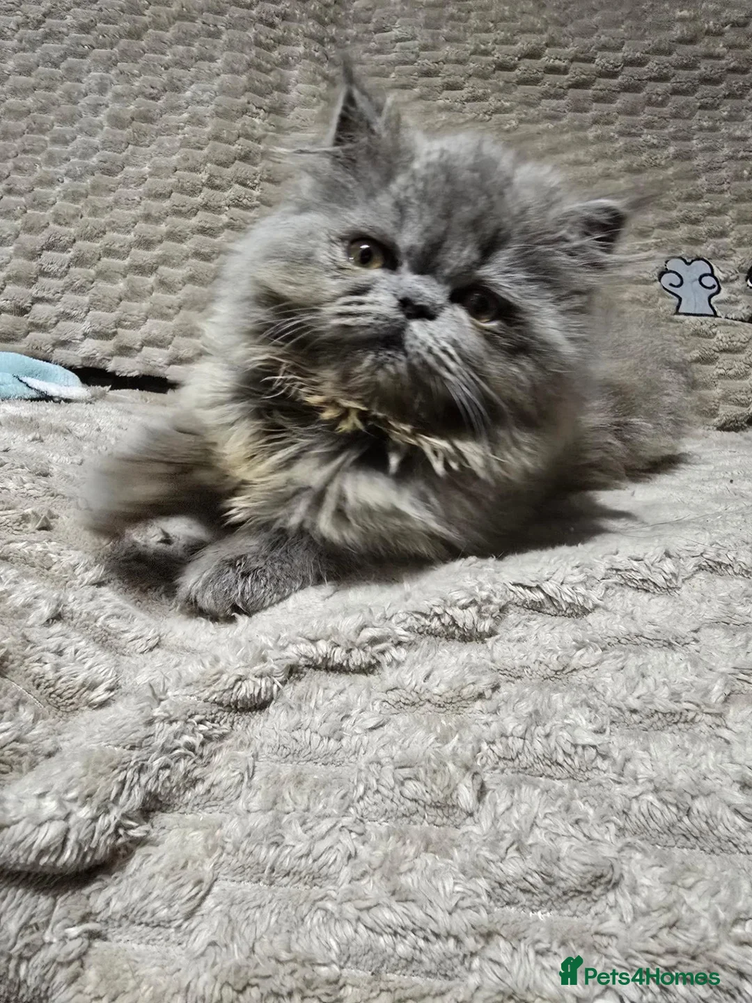 Persian cats for sale: Stunning GCCF Reg Persian Kittens–Champion Lines  - Advert 2