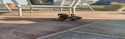 Border Terrier dogs for sale: KCR Border Terrier puppies  - Advert 5