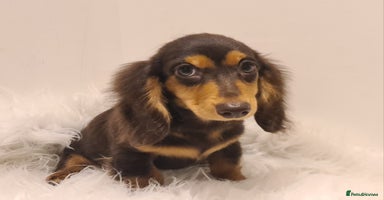Miniature Dachshund dogs - Advert 3