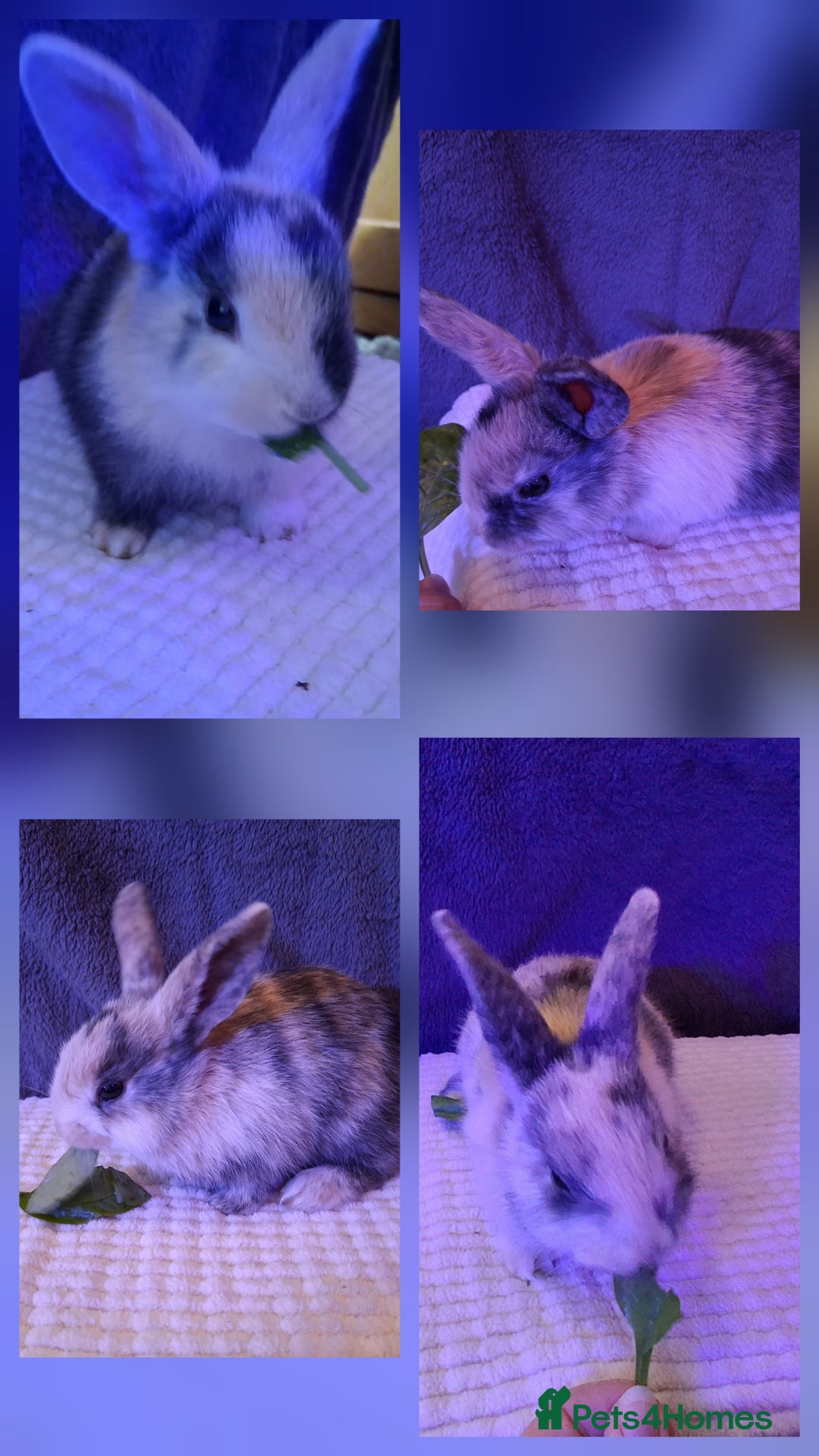 Rex rabbits for sale: Super Cute Baby bunnies! Rex x Lops - Image 4