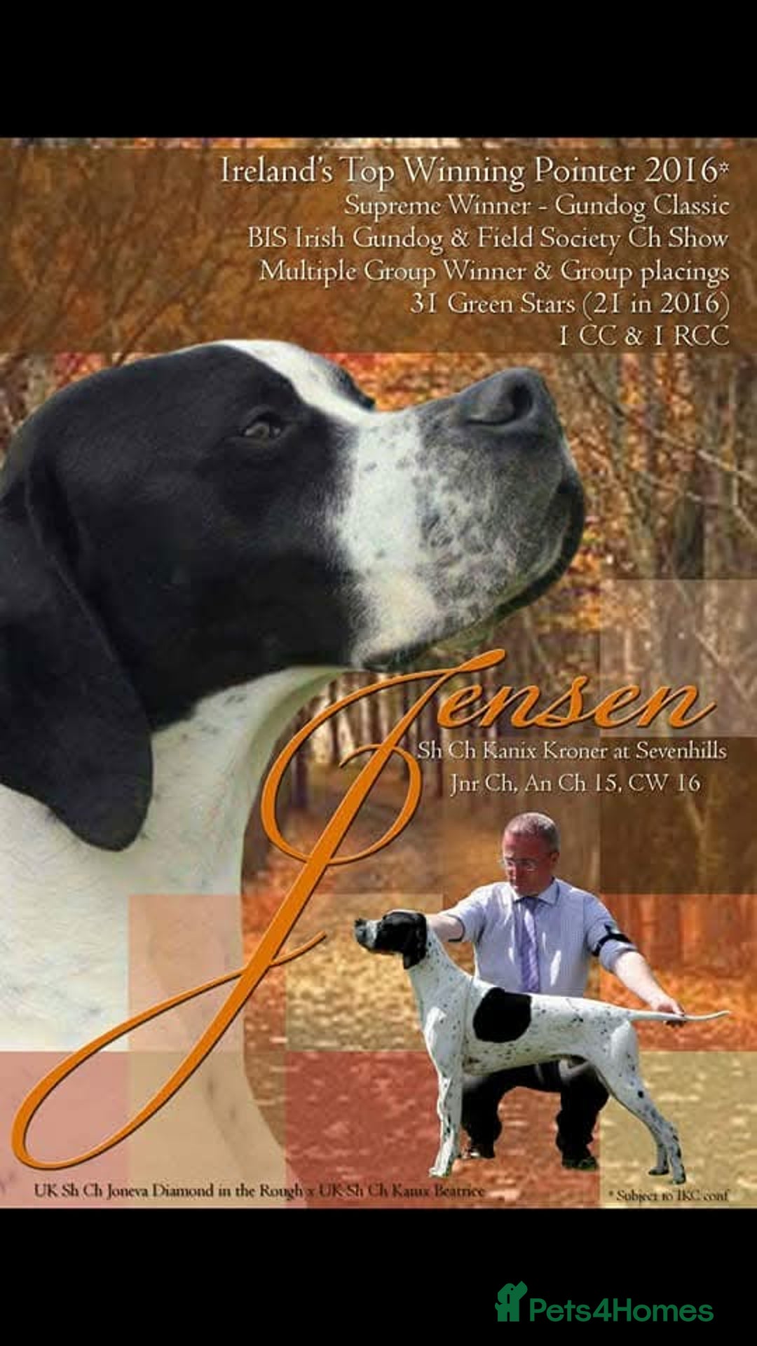 Pointer dogs for sale: 🪶 Pointer puppies 🪶 - Image 13