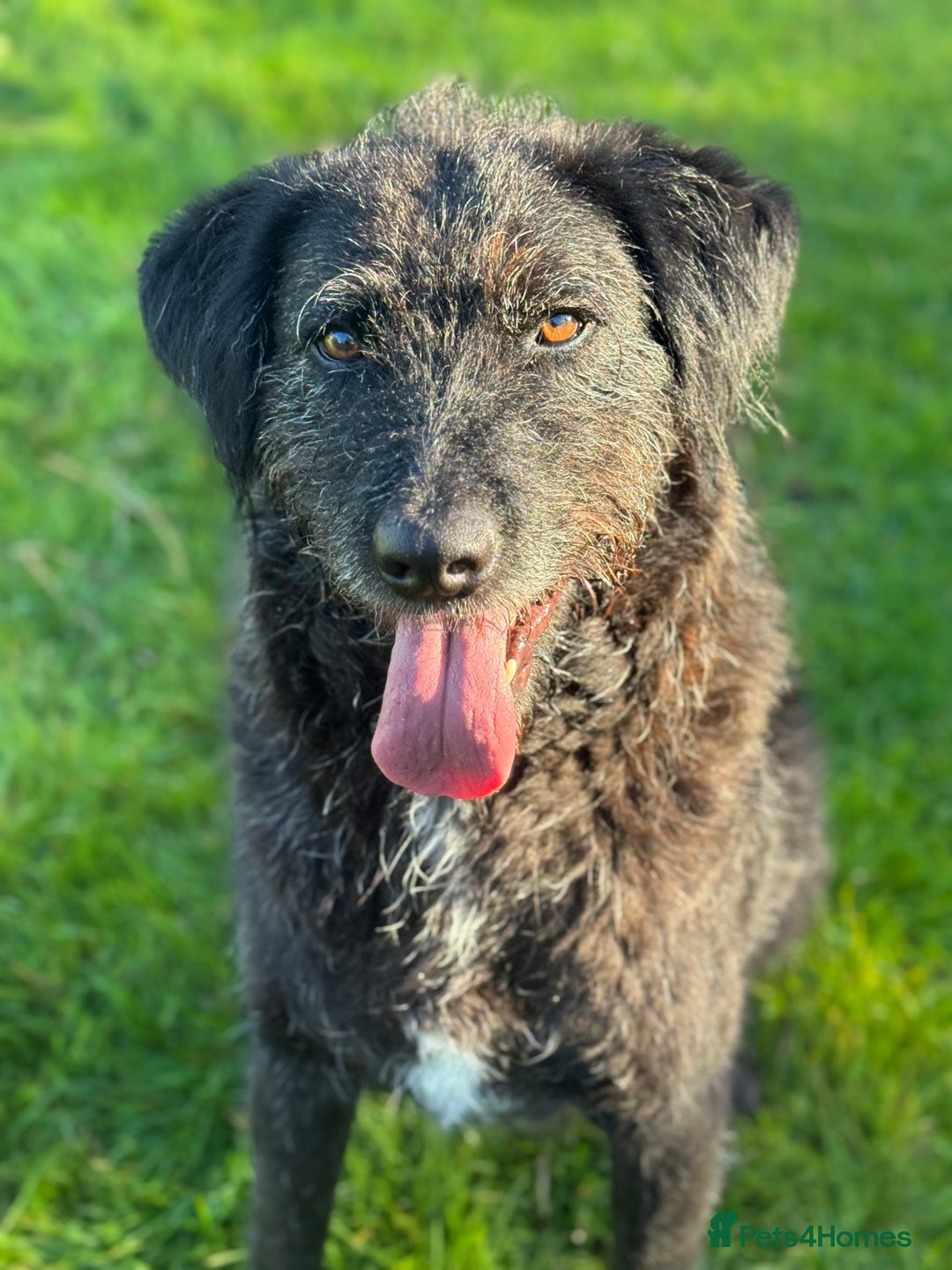 Mixed Breed dogs for adoption: Miro is desperate to find his special Person 💙 - Advert 13