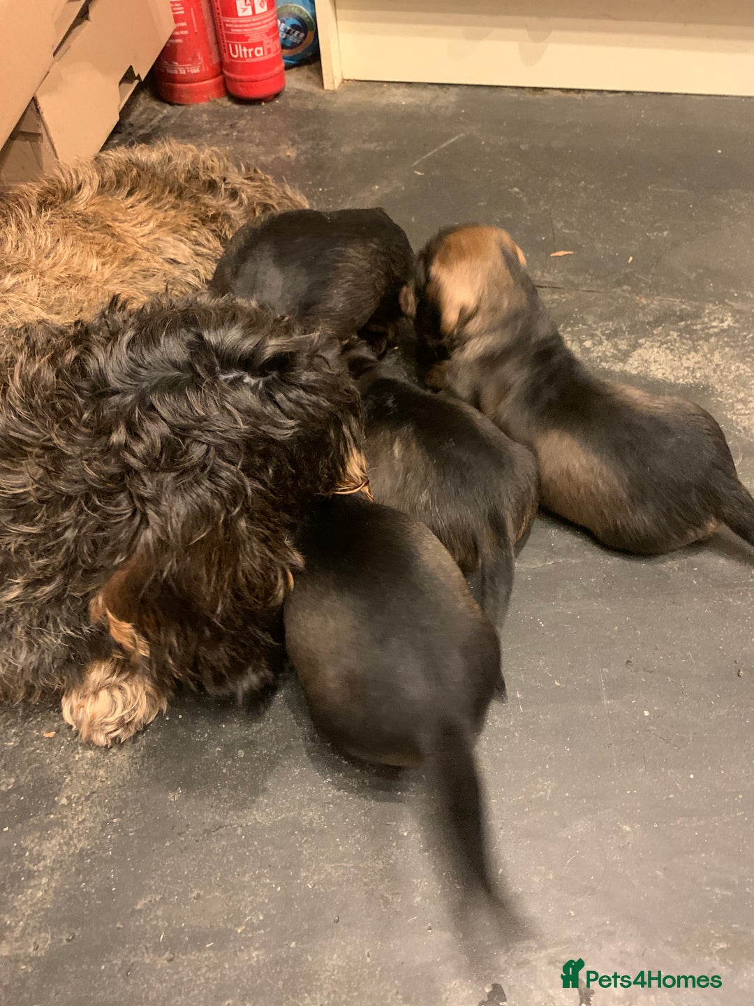 Dachshund dogs for sale: Standard wirehaired dachshund  - Advert 11