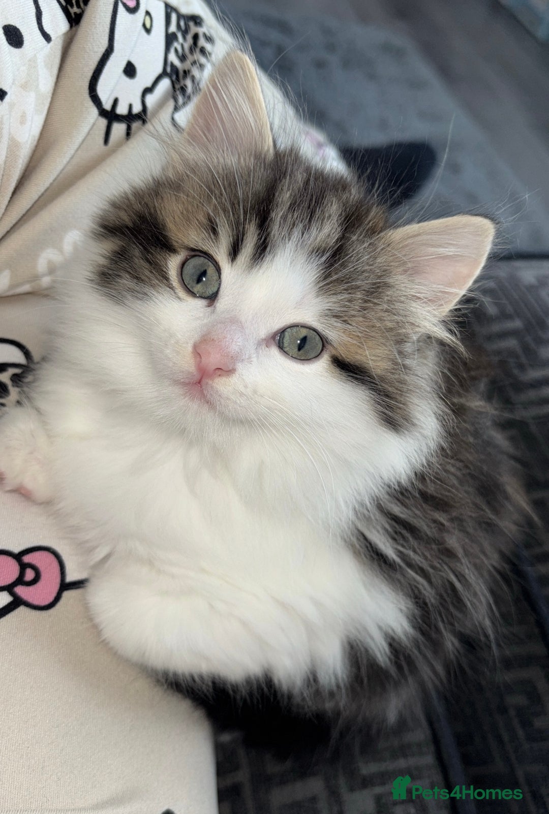 Ragdoll cats for sale: Half ragdoll male kittens for sale £150 - Advert 2