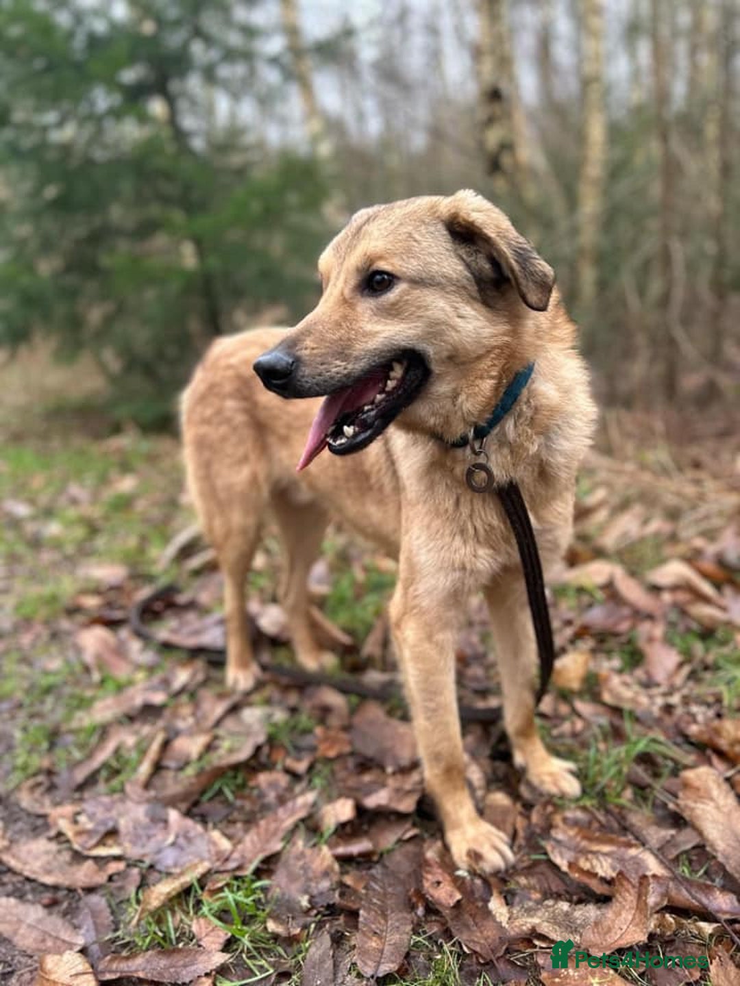 Mixed Breed dogs for adoption: Pettern - Norwich Norfolk  - Image 17