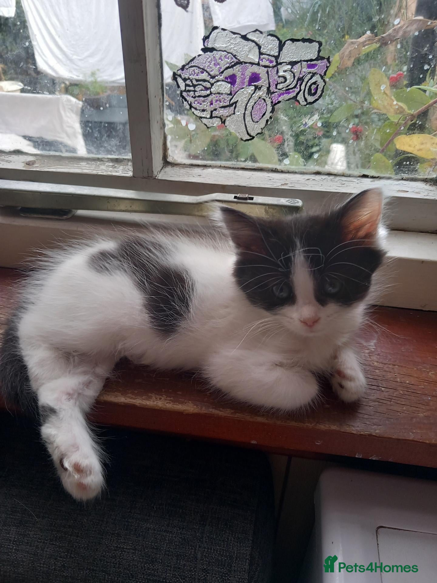 Domestic Shorthair cats Amazing kittens  - Advert 2