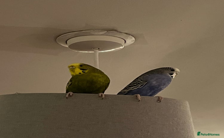 Budgerigars birds - Advert 3