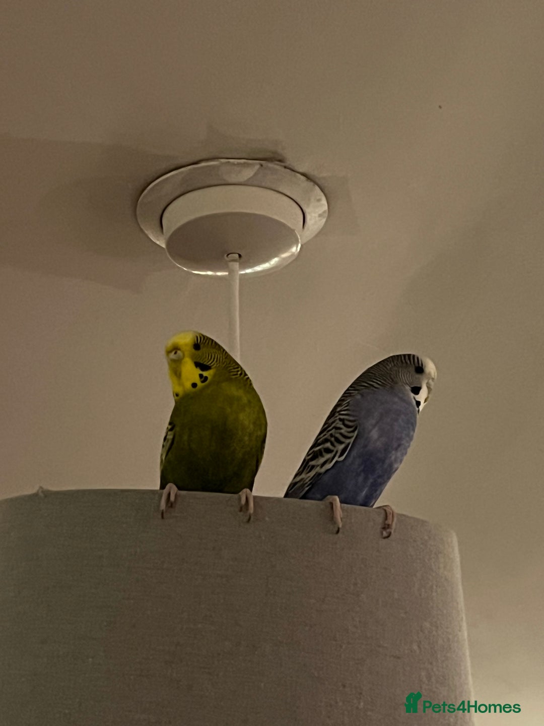 Budgerigars birds for sale: 2 Budgies - Image 1