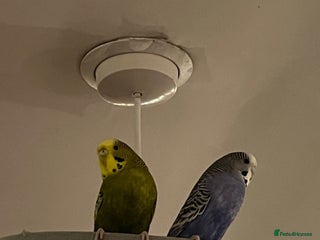 Budgerigars birds - Advert 35