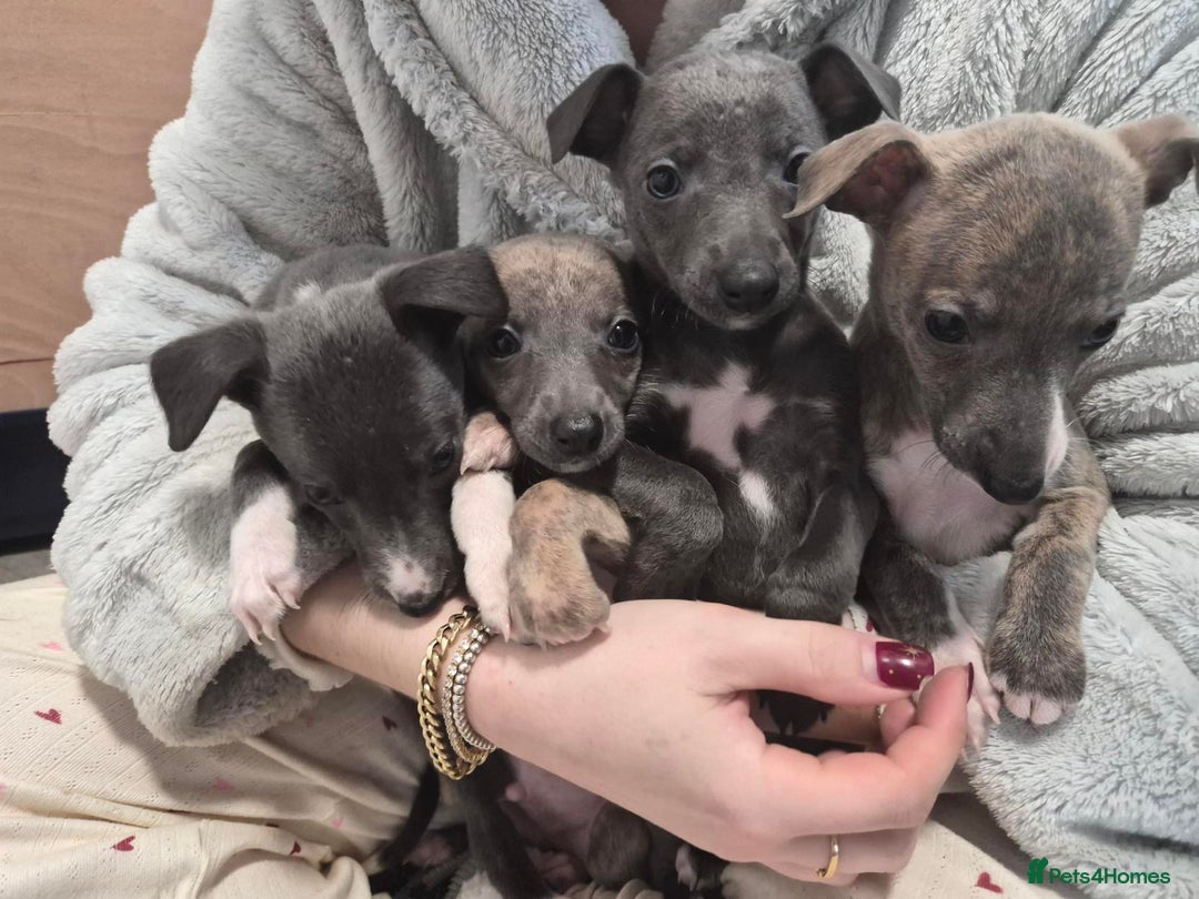 Whippet dogs for sale: Stunning KC Whippet Girl for Sale - Advert 3