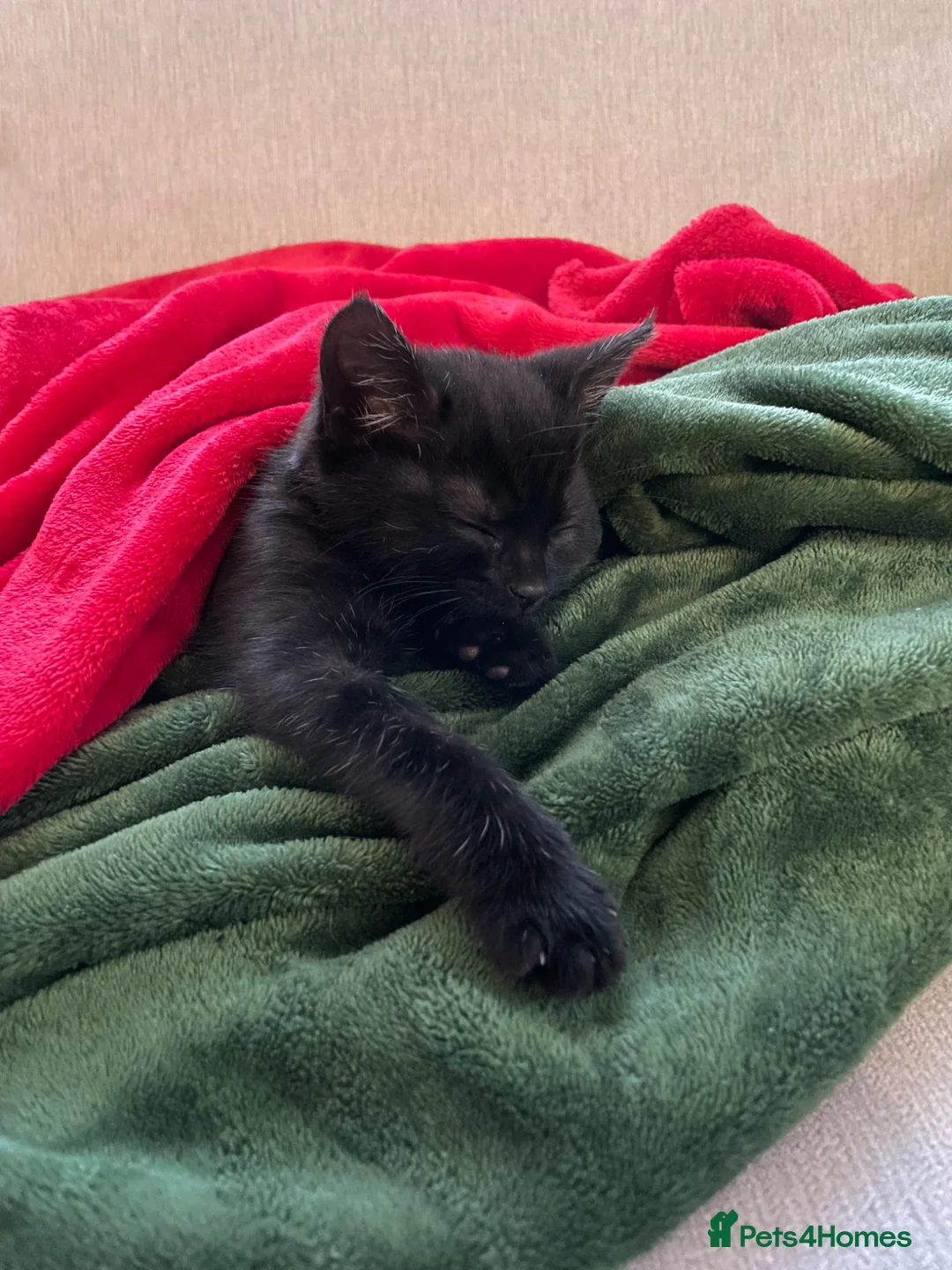Mixed Breed cats for sale: Puma girl - Advert 1
