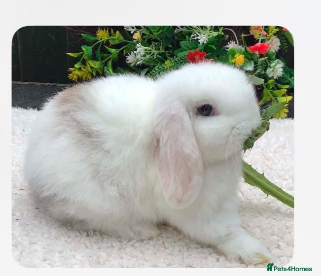 Mini Lop rabbits Mini lop buck - Advert 2