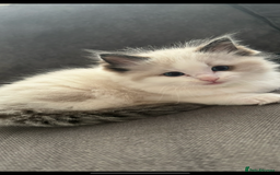 Ragdoll cats for sale: Ragdoll Male 1 years old  - Image 6