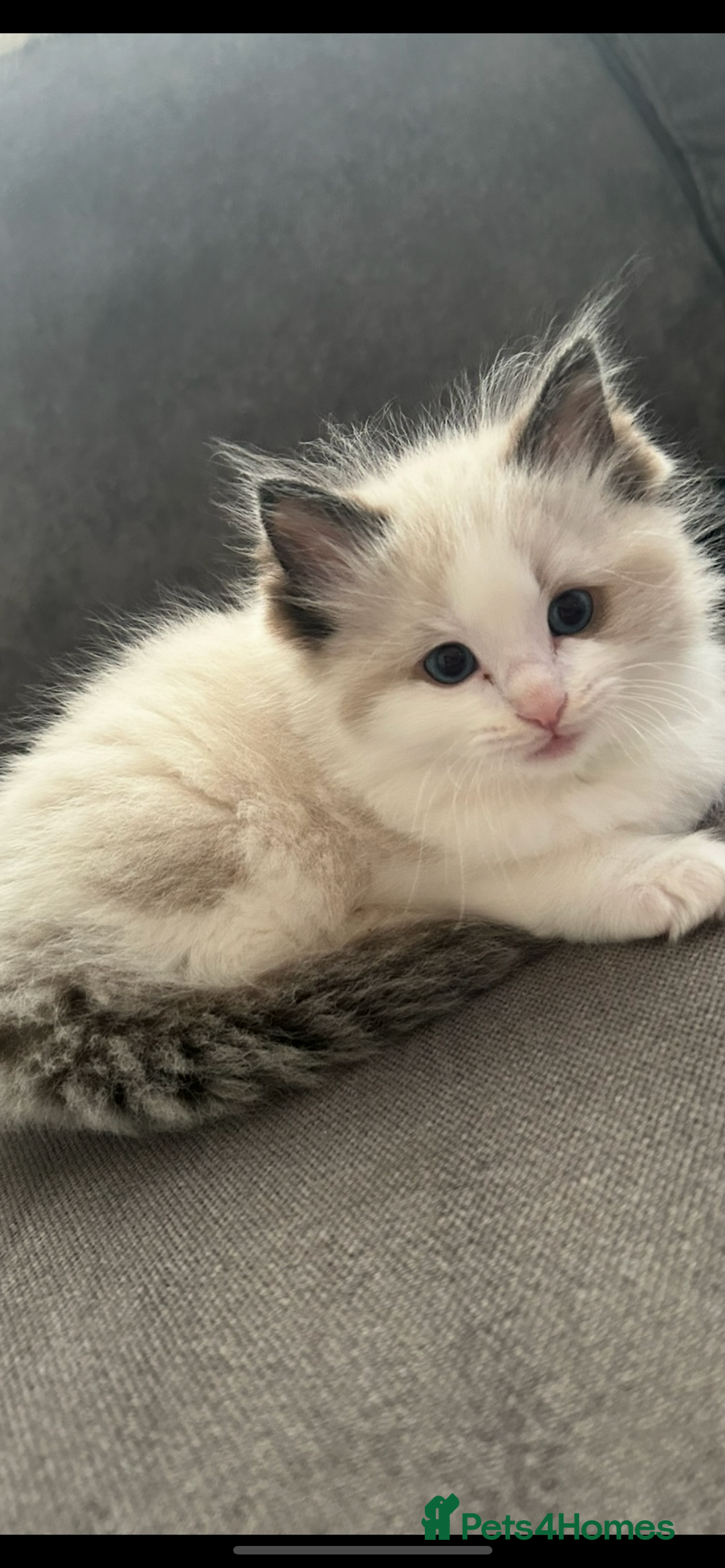Ragdoll cats for sale: Ragdoll Male 1 years old  - Image 6
