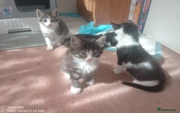 Mixed Breed cats for sale: 9 adorable Disney kitten couples  - Image 20