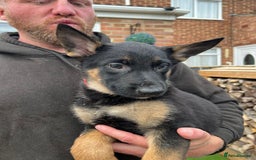 Mixed Breed dogs for sale: Czech shepherd x Belgium malinois - Image 20
