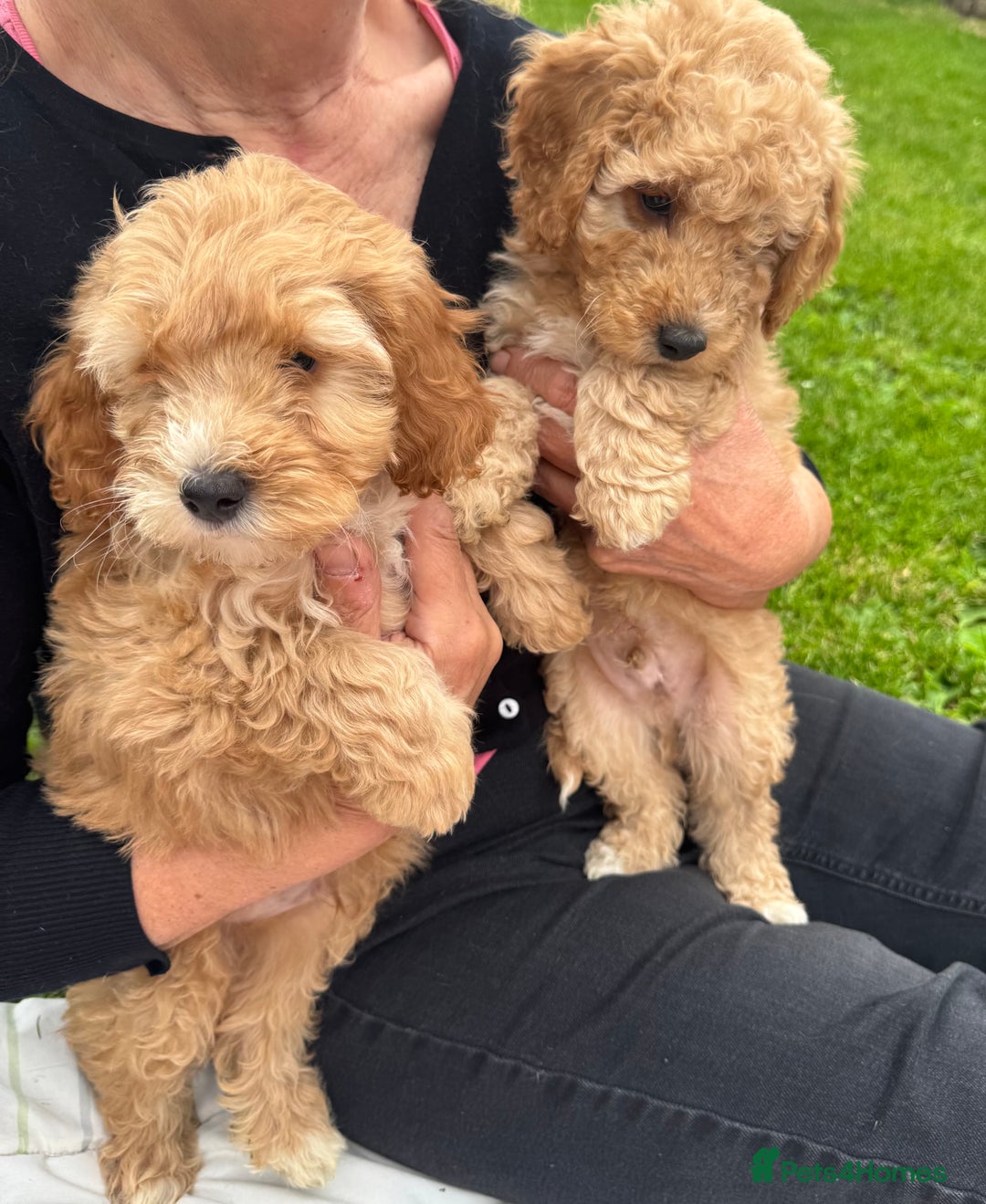 Cockapoo dogs for sale: TOY COCKAPOO PUPPIES  - Image 9