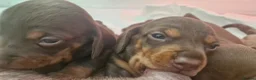 Dachshund dogs for sale: Beautiful minature Dachshund  - Advert 12