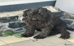 Hungarian Puli dogs for adoption: Beautiful Snoopy needs hugs! - Image 2