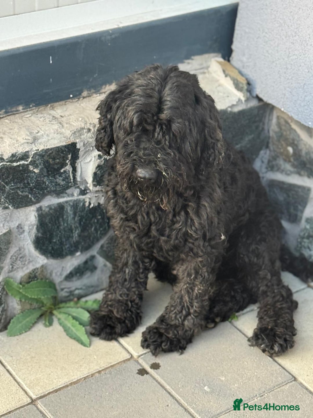 Hungarian Puli dogs for adoption: Beautiful Snoopy needs hugs! - Image 2