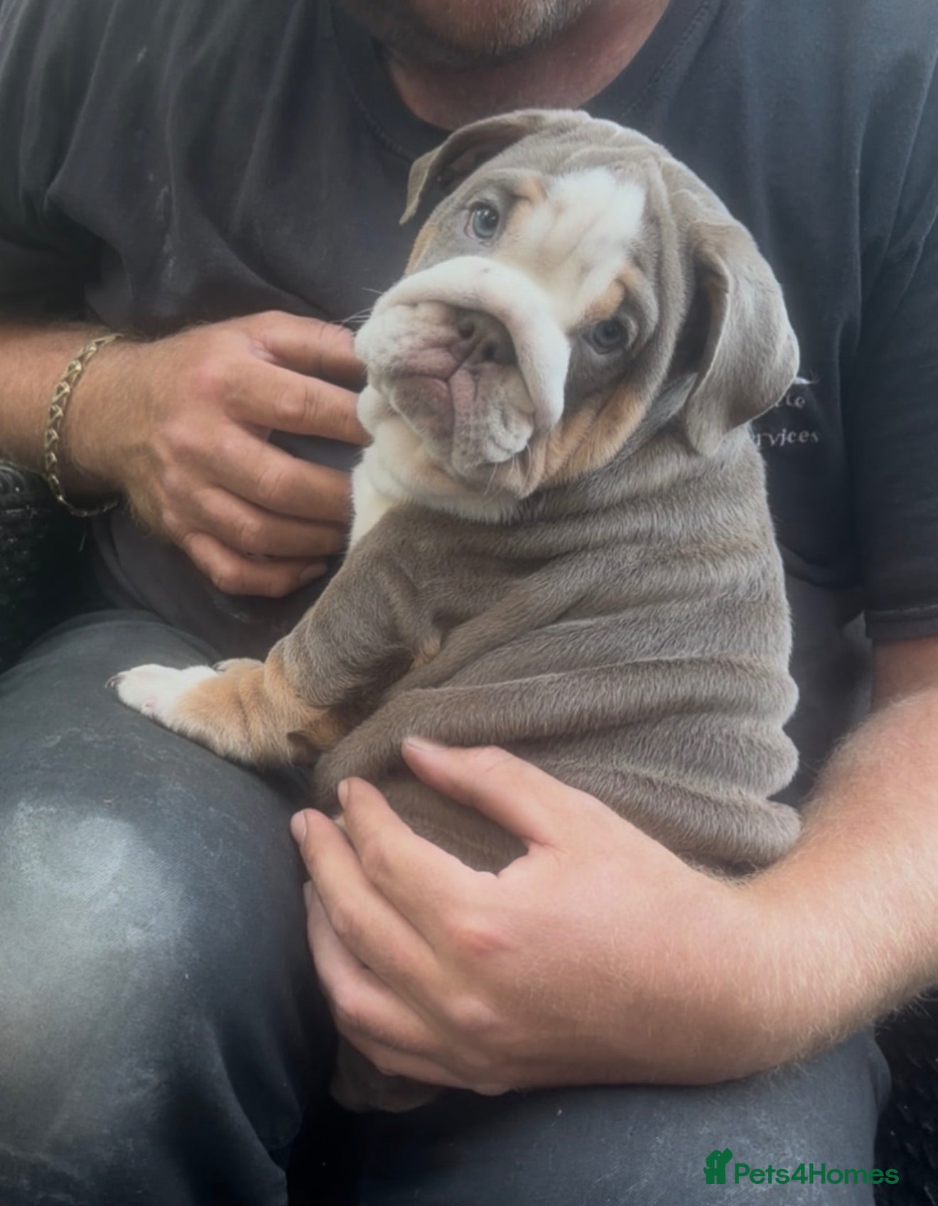 English Bulldog dogs 🐾 two females english Bulldog pups 🐾 - Advert 15