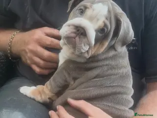 English Bulldog dogs 🐾 two females english Bulldog pups 🐾 - Advert 15